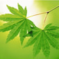 Green Gamekey