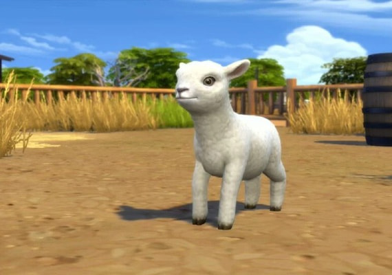 Take care of the little sheep.