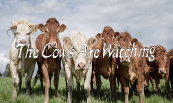 The Cows Are Watching EN/DE Global Steam