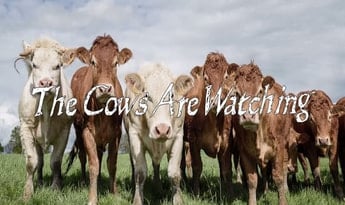 The Cows Are Watching Steam Global