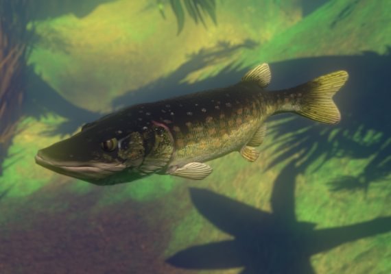 Feed and Grow: Fish EN EU screenshot 4