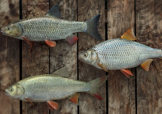Professional Fishing - Catfish Kit DLC EN/DE/FR/IT/PL/RU/ZH/ES Global screenshot 3