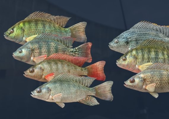 Ultimate Fishing Simulator - Kariba Dam DLC Global screenshot 4