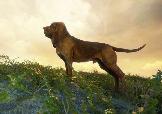 theHunter: Call of the Wild - Bloodhound DLC Global screenshot 2