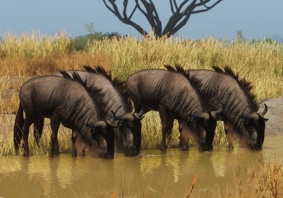 Planet Zoo - Grasslands Animal Pack DLC EU screenshot 3