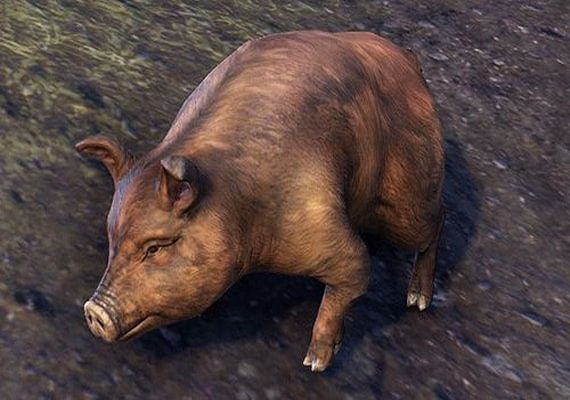 Bristlegut Piglet (vanity pet) + 15 days of ESO Plus EN Global screenshot 2