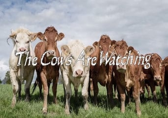The Cows Are Watching EN/DE Global Steam