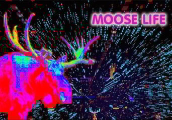Moose Life EN Global Steam